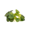 Kanonierblume ‚Mini Bush' – Pilea