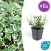 Kriechspindel ‚Emerald Gaiety' – Euonymus fortunei