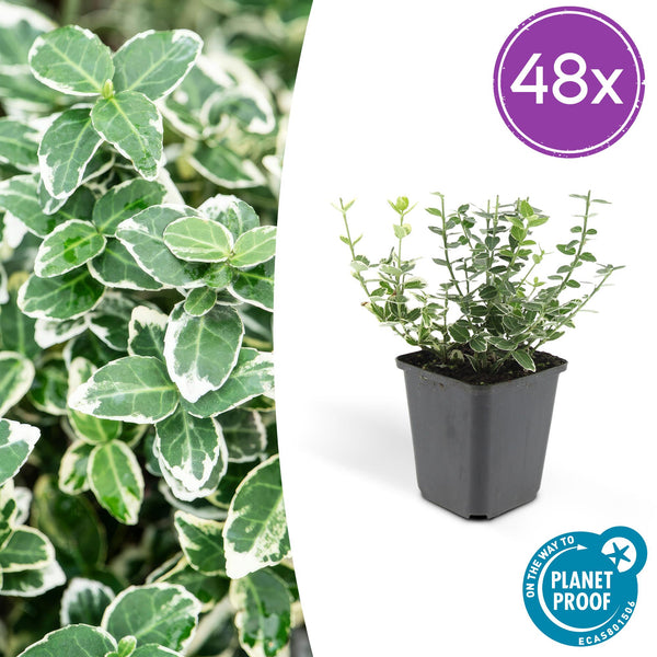 Kriechspindel ‚Emerald Gaiety' – Euonymus fortunei