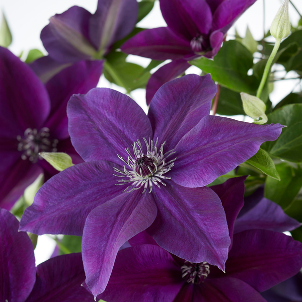 Waldrebe ‚Double Up Barnadine + Masa' – Clematis – Ansicht 2