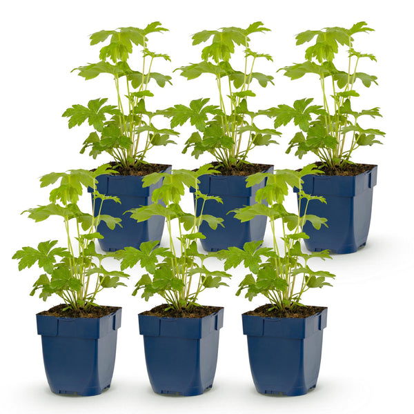 Rittersporn Tricolour – Delphinium – Ansicht 2