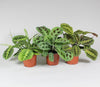 Pfeilwurz ‚Fascinator' – Maranta leuconeura – Ø 12 cm · 30 cm, 3 Stück
