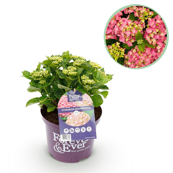Hortensie ‚Forever & Ever' – Hydrangea macrophylla