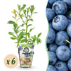 Heidelbeere ‚Bluegold' – Vaccinium corymbosum