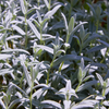 Filziges Hornkraut – Cerastium tomentosum – Ansicht 7