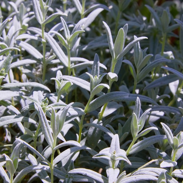 Filziges Hornkraut – Cerastium tomentosum – Ansicht 7