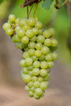 Weinrebe ‚Johanniter' – Vitis vinifera