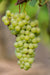 Weinrebe ‚Johanniter' – Vitis vinifera