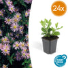 Ageratum-Aster ‚Asran' – Aster ageratoides