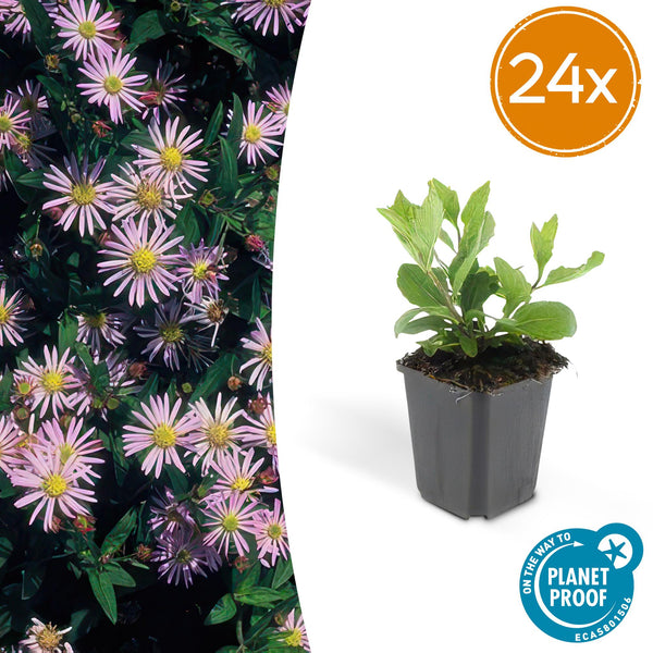 Ageratum-Aster ‚Asran' – Aster ageratoides