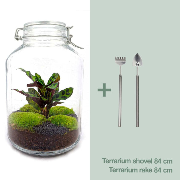 Flaschengarten-Set „Calathea" – DIY-Terrarium mit Calathea – Ansicht 3
