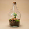 Terrarium-Set „John" – Bonsai & Ruby Lime
