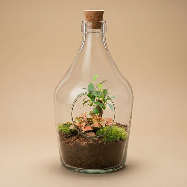 Terrarium-Set „John" – Bonsai & Ruby Lime