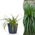 Japan-Segge ‚Evergreen' – Carex oshimensis – 1 Stück