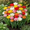 Gefüllte Tulpe ‚Double Mix' – Tulipa – Ansicht 2