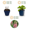 Fingerhut – Digitalis × mertonensis – Ansicht 4