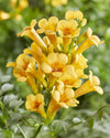 Trompetenblume ‚Summer Jazz Gold Trumpet' – Campsis – Ansicht 2