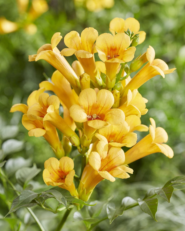 Trompetenblume ‚Summer Jazz Gold Trumpet' – Campsis – Ansicht 2