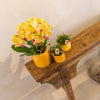 Schmetterlingsorchidee ‚Blossom Lima' – Phalaenopsis – Ansicht 11