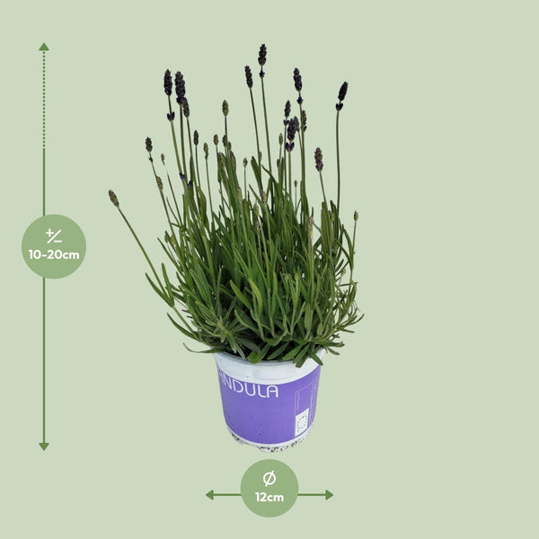 Lavendel ‚Hidcote Blue' – Lavandula angustifolia – Ansicht 6