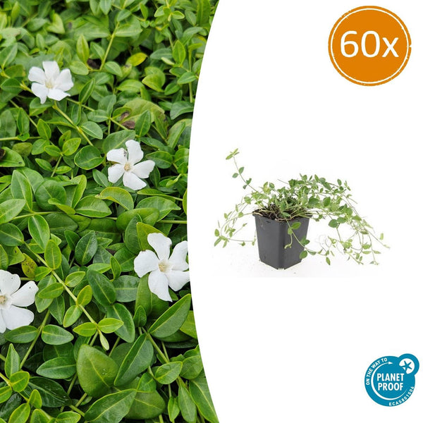 Kleines Immergrün ‚Gertrude Jekyll' – Vinca minor