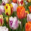 Tulpe ‚Flaming Beauty Mix' – Tulipa