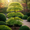 Fächerahorn ‚Emerald Lace' – Acer palmatum – Ansicht 5
