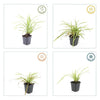 Japan-Segge ‚Aureovariegata' – Carex morrowii – Ansicht 2