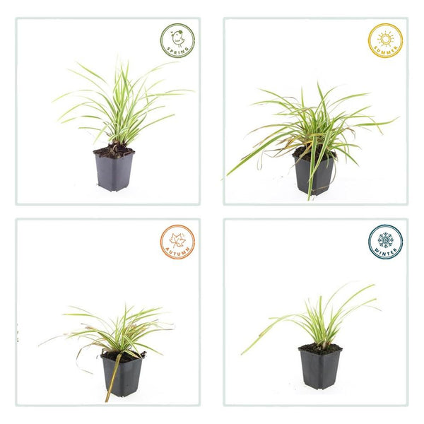 Japan-Segge ‚Aureovariegata' – Carex morrowii – Ansicht 2