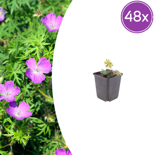 Blutroter Storchschnabel – Geranium sanguineum