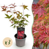 Fächerahorn ‚Beni-maiko' – Acer palmatum