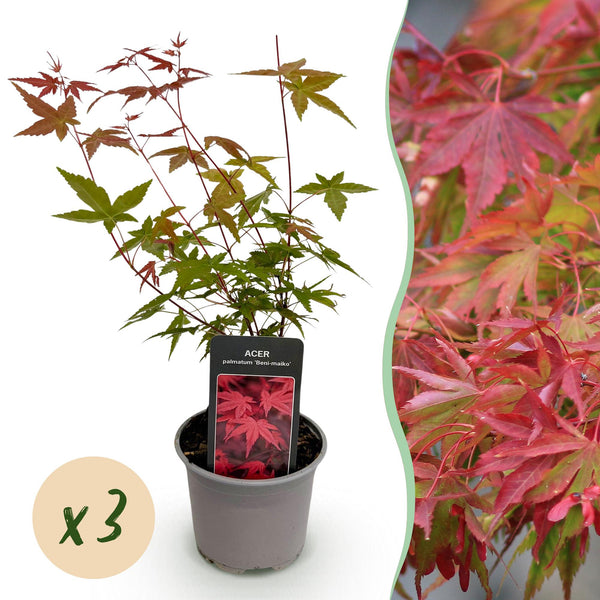 Fächerahorn ‚Beni-maiko' – Acer palmatum