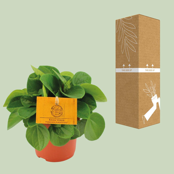 Zwergpfeffer ‚Rana Verde' – Peperomia – Ansicht 3