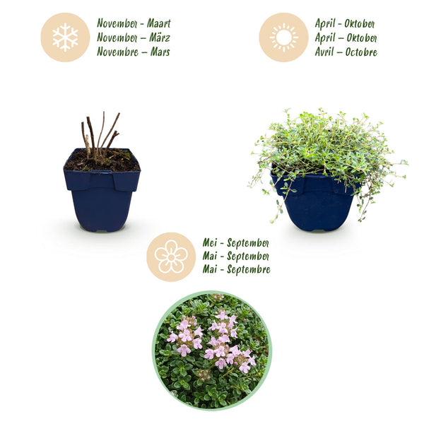 Kriech-Thymian ‚Minor' – Thymus praecox – Ansicht 4