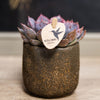 Echeveria ‚Summer' – Ansicht 13