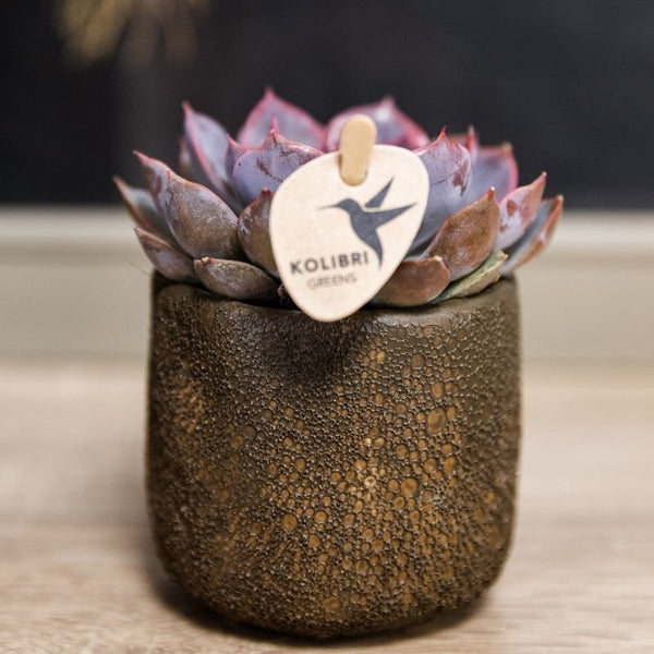 Echeveria ‚Summer' – Ansicht 13