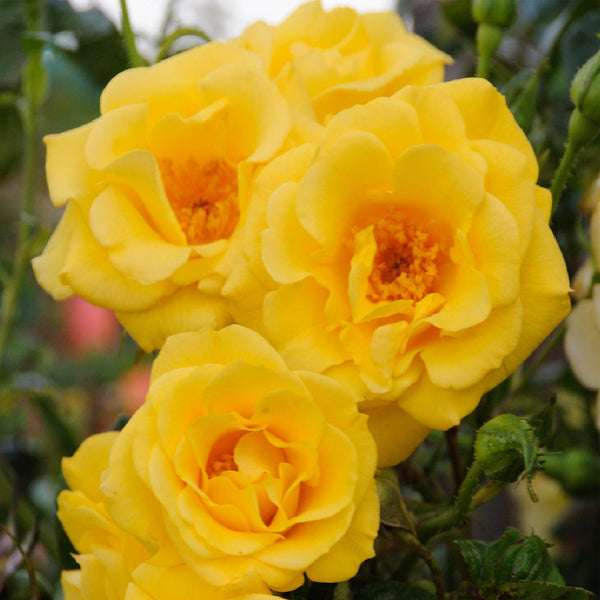 Kletterrose ‚Spring Queen' – Rosa – Ansicht 5