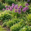 Zierlauch ‚Purple Rain' – Allium – Ansicht 2