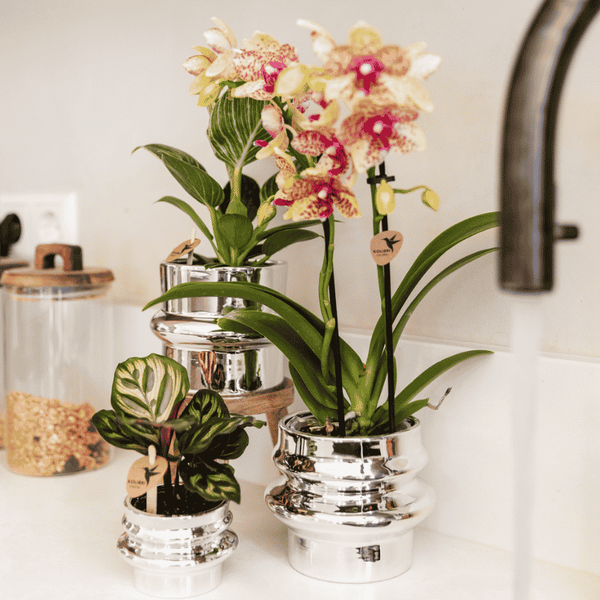 Schmetterlingsorchidee ‚Mineral Grosseto' – Phalaenopsis – Ansicht 5
