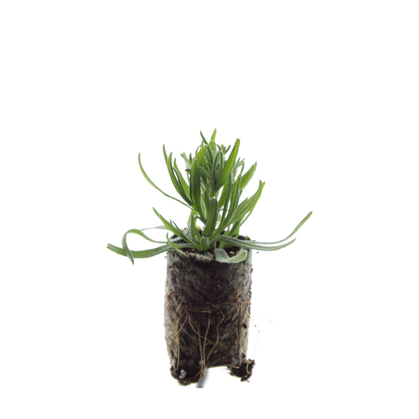 Lavendel ‚Munstead' – Lavandula angustifolia – Ansicht 3