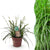 Japan-Segge ‚Intense Green' – Carex oshimensis – 1 Stück