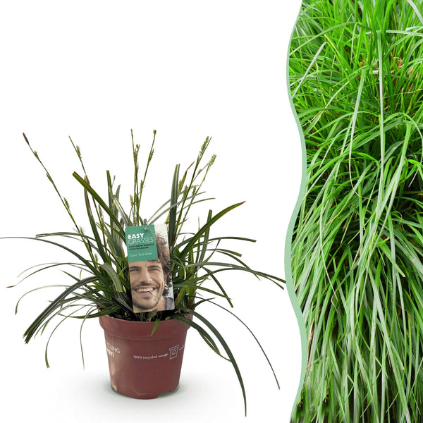 Japan-Segge ‚Intense Green' – Carex oshimensis – 1 Stück