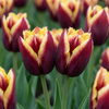 Tulpe ‚My Favourite Topping' – Tulipa