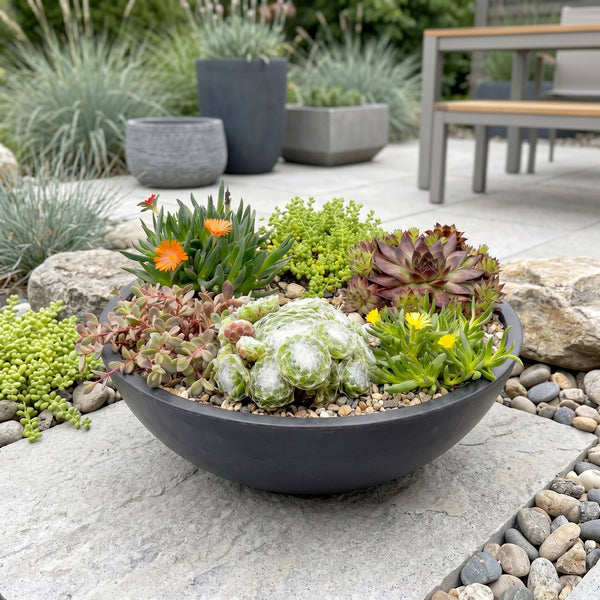 Alpenpflanzen-Set „Alpine Mix" – verschiedene Steingartenpflanzen – Ansicht 6