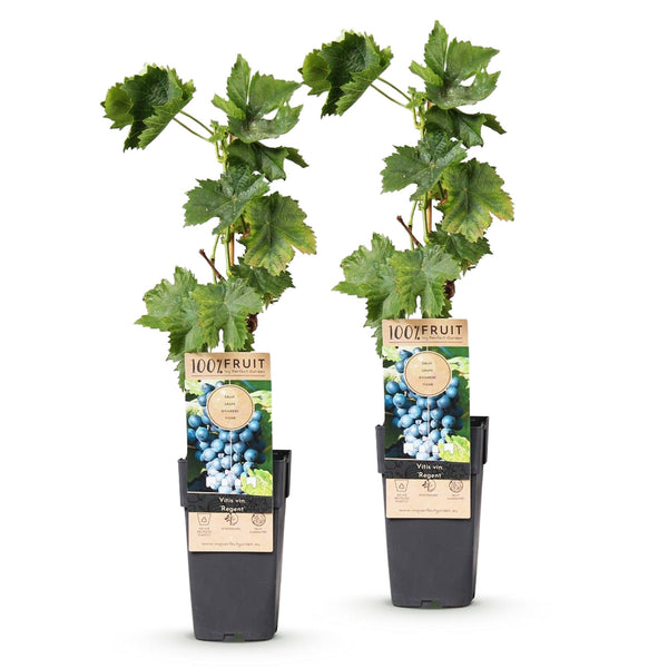 Weinrebe ‚Regent' – Vitis vinifera – Ansicht 2