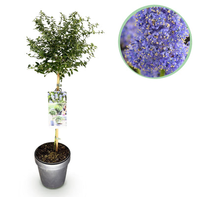 Säckelblume ‚Repens' – Ceanothus thyrsiflorus