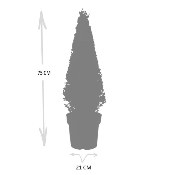 Stechpalme Pyramide – Ilex – Ansicht 6