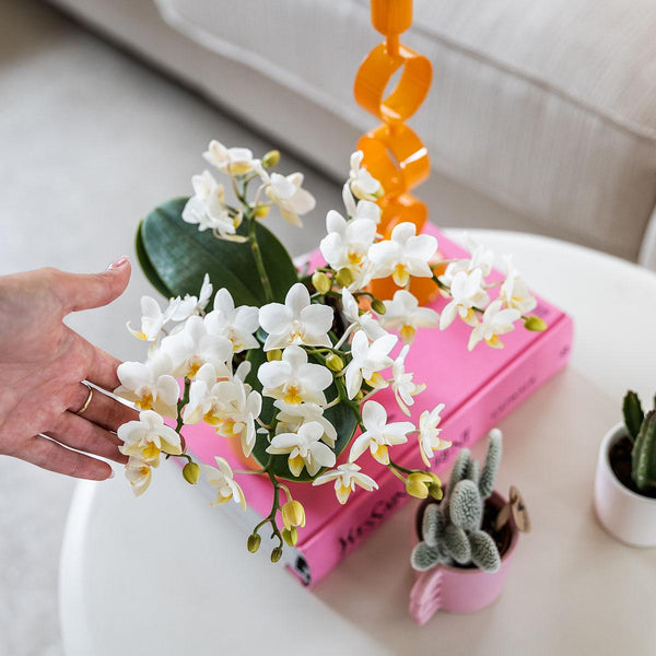 Schmetterlingsorchidee ‚Nazaré' – Phalaenopsis – Ansicht 8