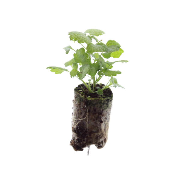 Taubnessel – Lamium – Ansicht 3