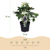 Lenzrose ‚Double Ellen White' – Helleborus orientalis – Ansicht 3